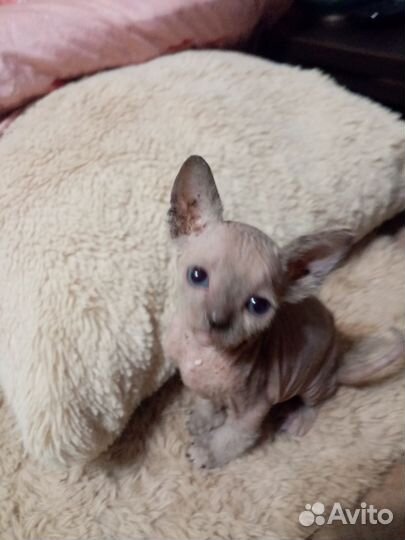 Котята сфинкс