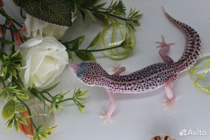 Морфные эублефары, гекконы