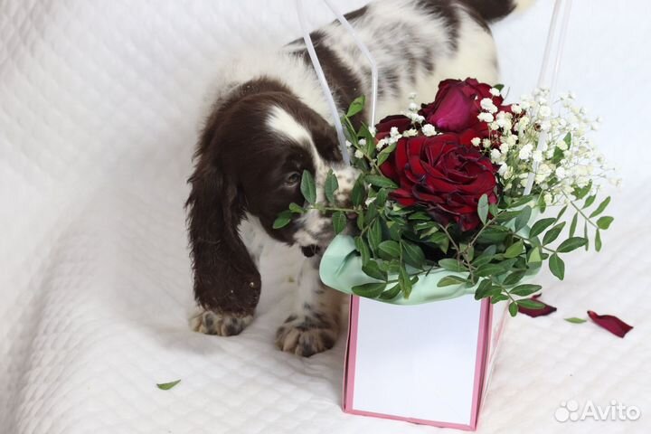 Щенки английского спрингер спаниеля