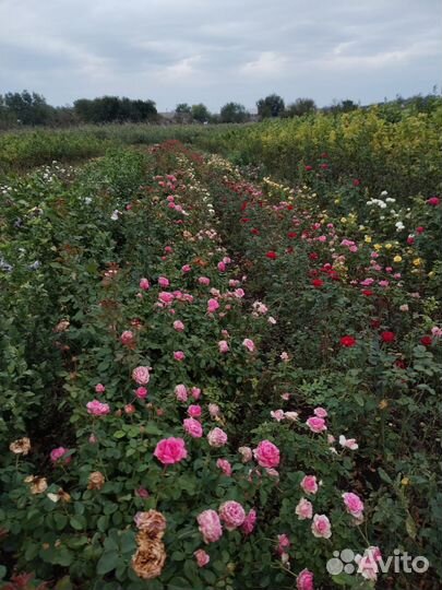 Саженцы розы