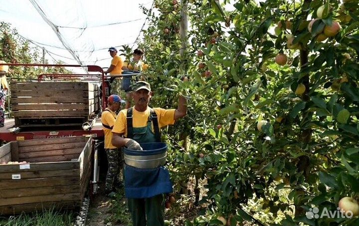 Сборщик яблок в саду с проживанием