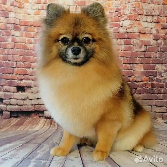 Стрижка собак и кошек