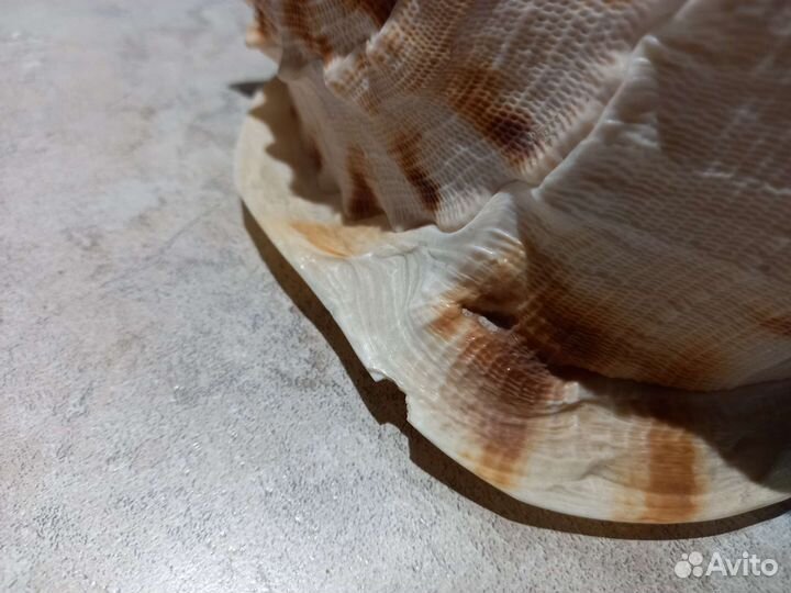 Гигантская морская ракушка