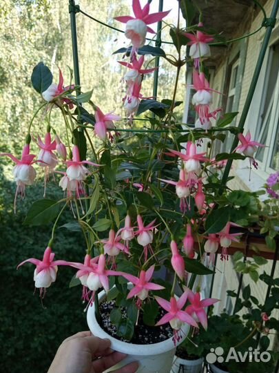 Фуксия сортовая укоренённые черенки