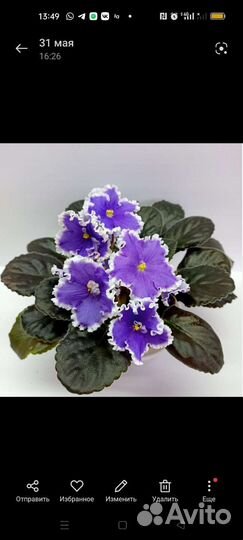 Сортовые фиалки