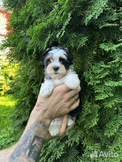 Бивер мальчик