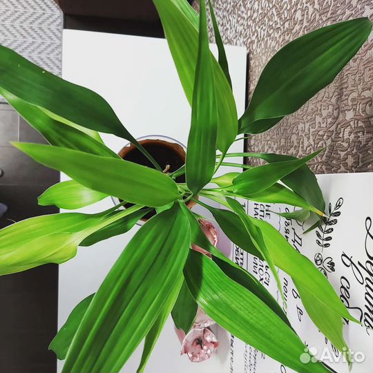 Драцена Сандера или Бамбук Счастья 7 стеблей