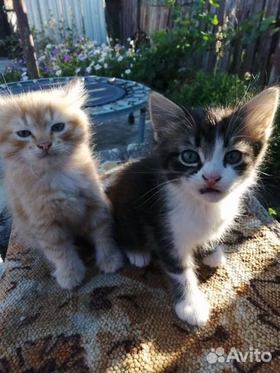 Котята в добрые руки