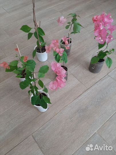 Цветы:колеус,пуансетия,бугинвилия,кливия и др