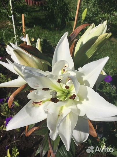 Лилии сортовые