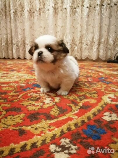 Щенки пикинеса