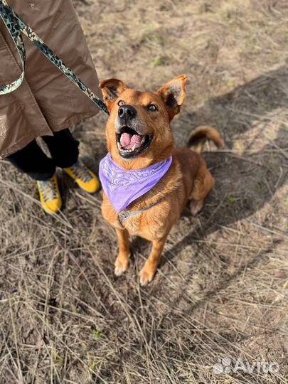Идеальная собака в добрые руки