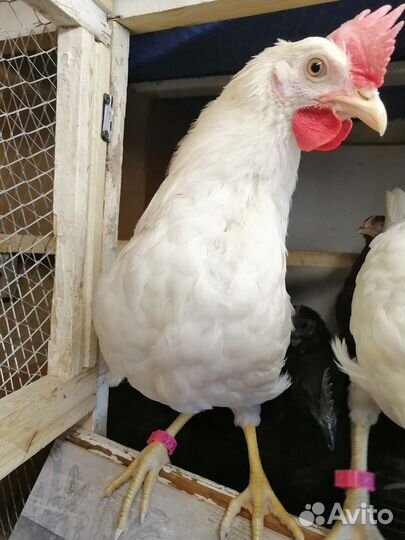 Молодые петухи