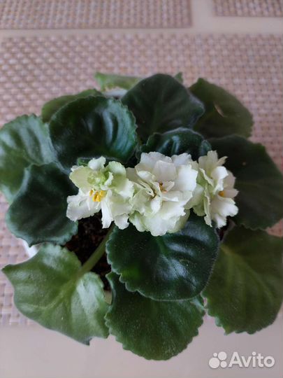 Сортовые фиалки