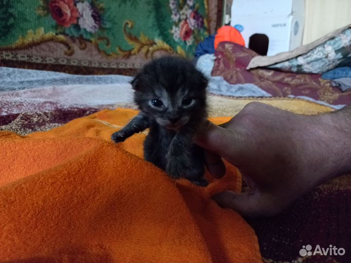 Очаровательные котята