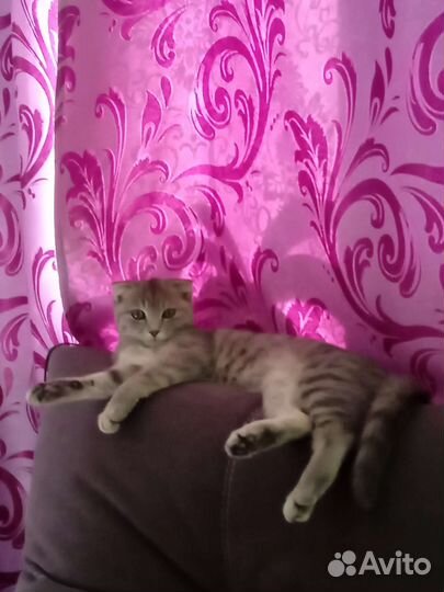 Кошка в дар бесплатно