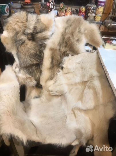 Шкура волка натуральная