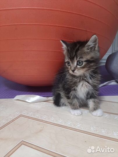 Мимимишки бесплатно