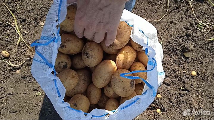 Картофель Оптом Краснодар 29.07.2023