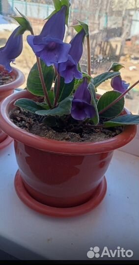 Комнатные растения цветы