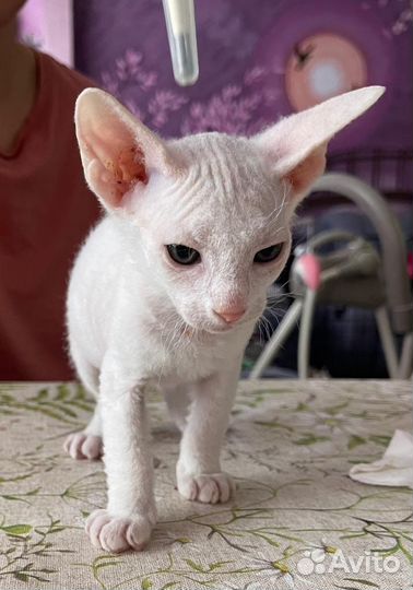 Котята сфинксы