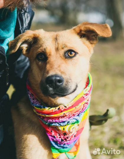 Собака Тыковка ищет дом из приюта