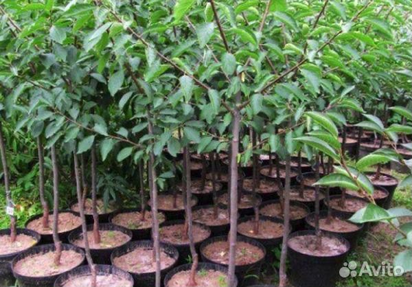 Саженцы, растения, плодовые, декоративные, озелене