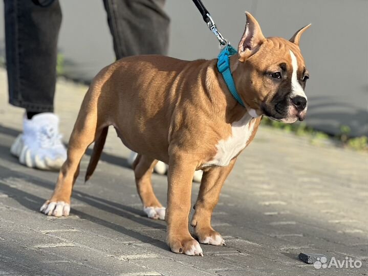 Щенки амстаффа