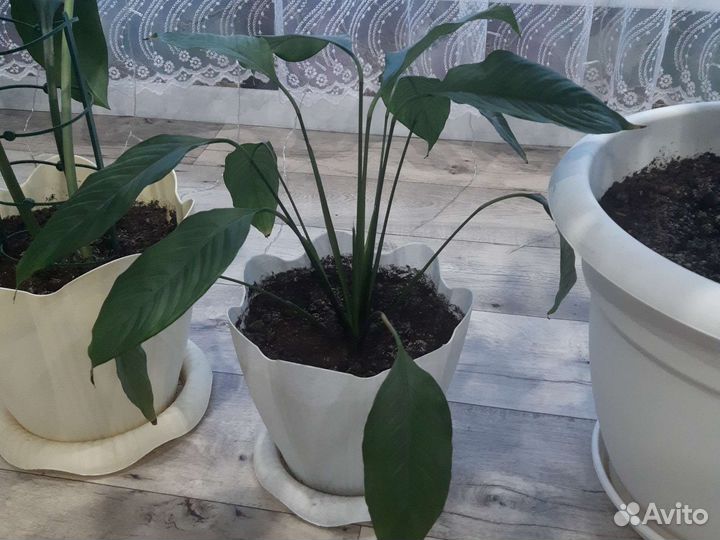 Спатифиллум