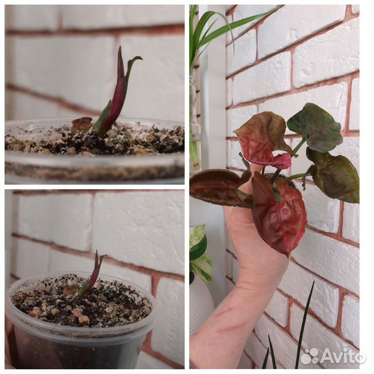 Сингониумы сортовые