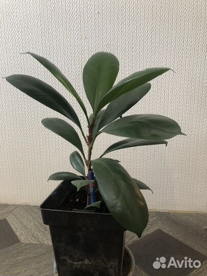 Фикус циатистипула