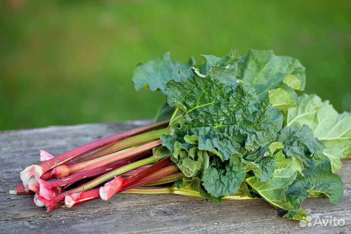 Ревень стебли