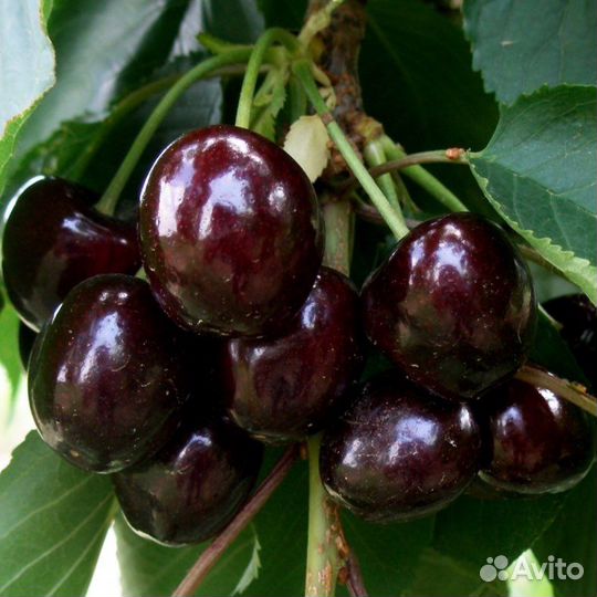 Саженцы черешни