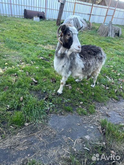 Коза котная