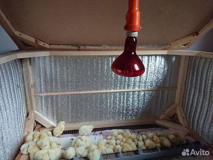 Брудер для цыплят