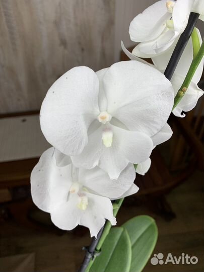 Орхидея Биг Лип