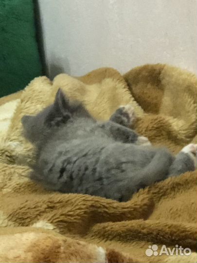 Котенок в добрые руки