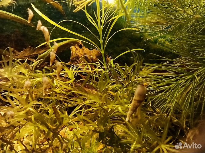 Улитки милании