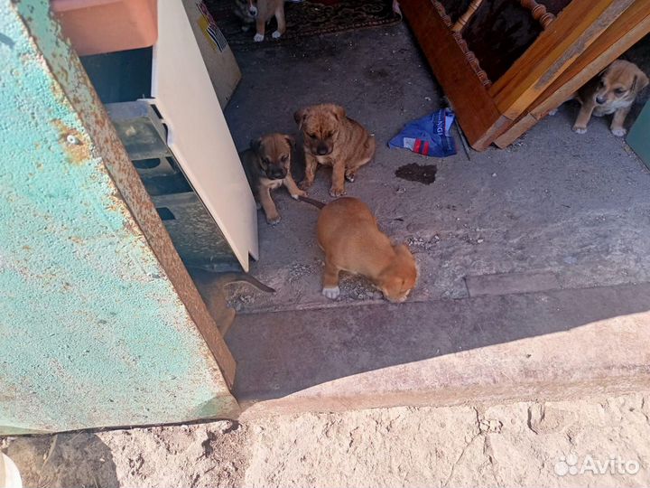Щенята