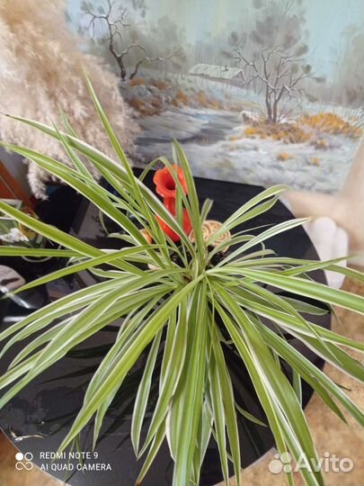 Хлорофитум полосатый