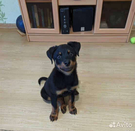 Щенок ротвейлера