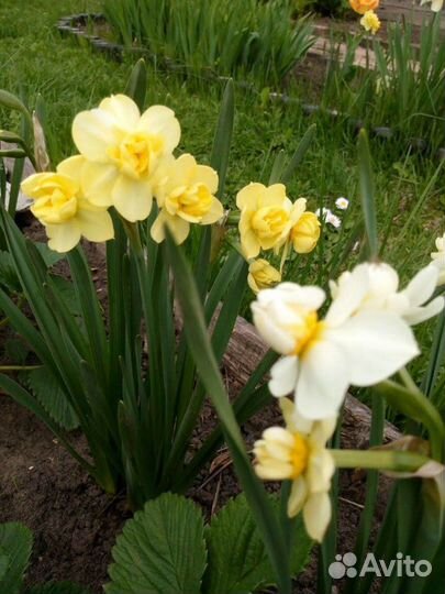 Нарциссы
