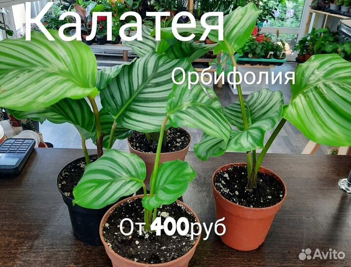 Комнатные растения