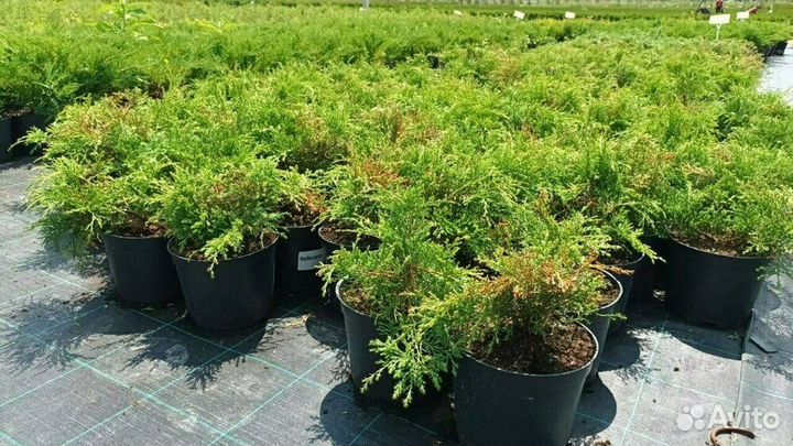 Микробиота перекрестнопарная/80-100 см