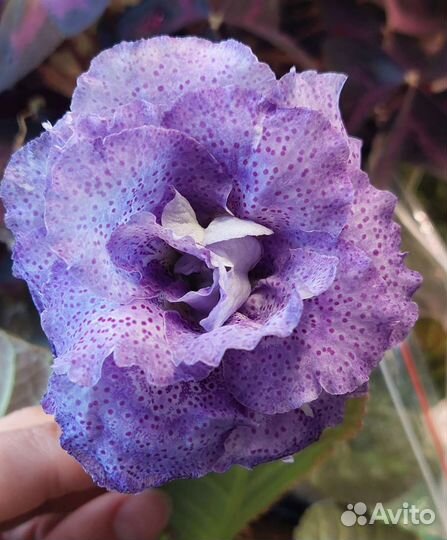 Глоксинии сортовые