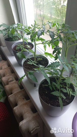 Рассада помидор и огурцов