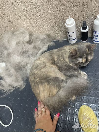 Услуги грумера