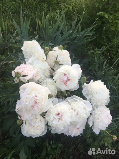 Пионы саженцы корни