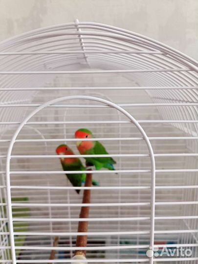 Попугай неразлучник