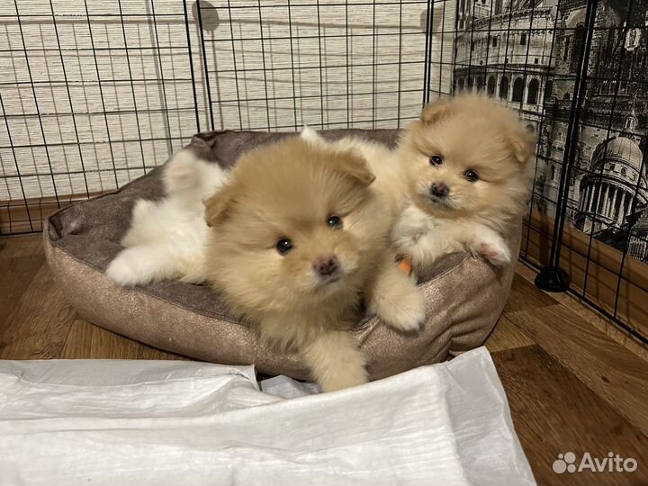 Померанский шпиц